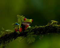 Red-eyed Treefrog