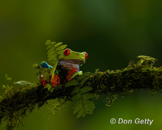 Red-eyed Treefrog