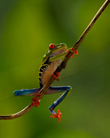 Red-eyed Treefrog