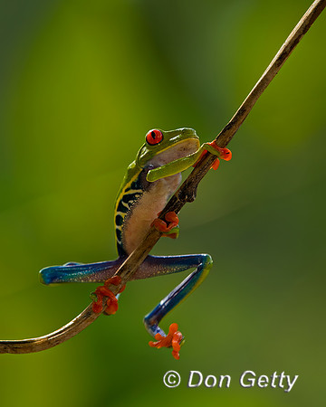 Red-eyed Treefrog