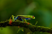 Red-eyed Treefrog