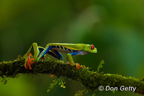 Red-eyed Treefrog