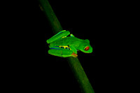 Red-eyed Treefrog
