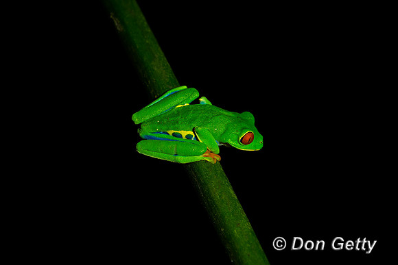 Red-eyed Treefrog