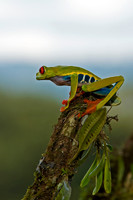 Red-eyed Treefrog