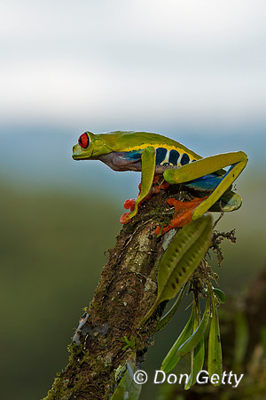 Red-eyed Treefrog