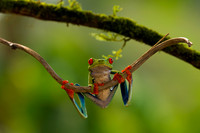 Red-eyed Treefrog
