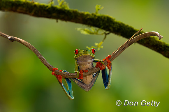 Red-eyed Treefrog