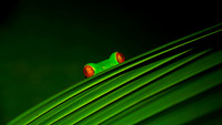 Red-eyed Treefrog