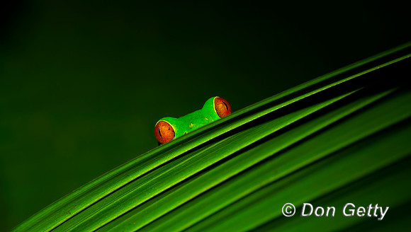 Red-eyed Treefrog
