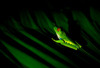 Red-eyed Treefrog