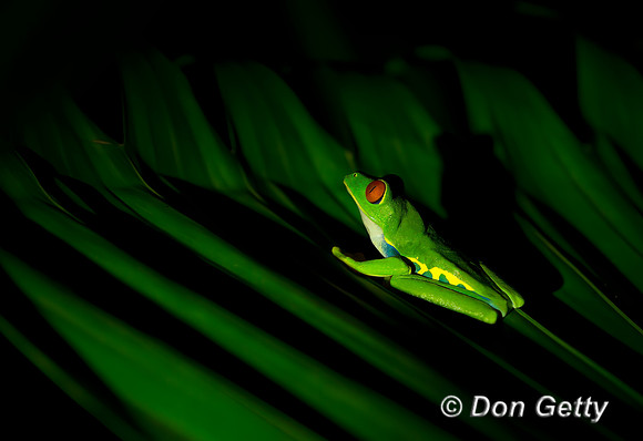 Red-eyed Treefrog