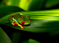 Red-eyed Treefrog