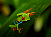 Red-eyed Treefrog