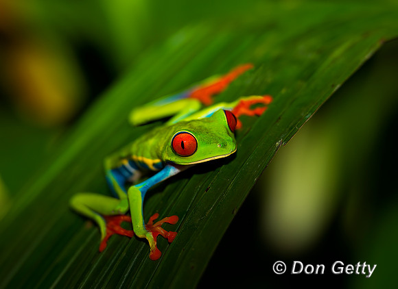 Red-eyed Treefrog