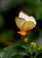 Great Southern White Butterfly