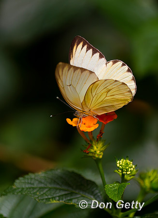 Great Southern White Butterfly