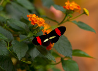 Red Postman Butterfly