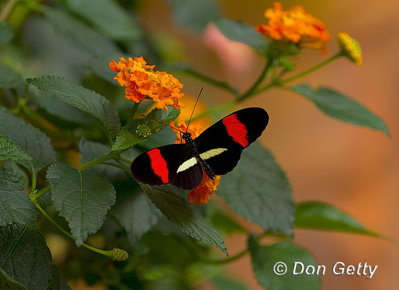 Red Postman Butterfly