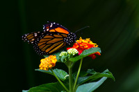 Monarch Butterfly