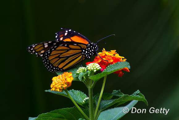 Monarch Butterfly