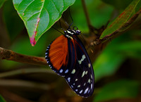Tiger Longwing Butterfly