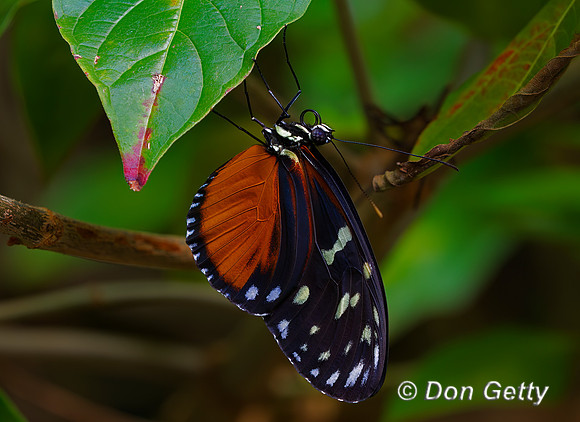 Tiger Longwing Butterfly