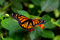 Monarch Butterfly