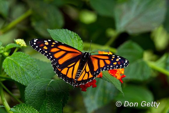 Monarch Butterfly
