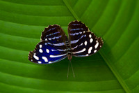 Blue Wave Butterfly