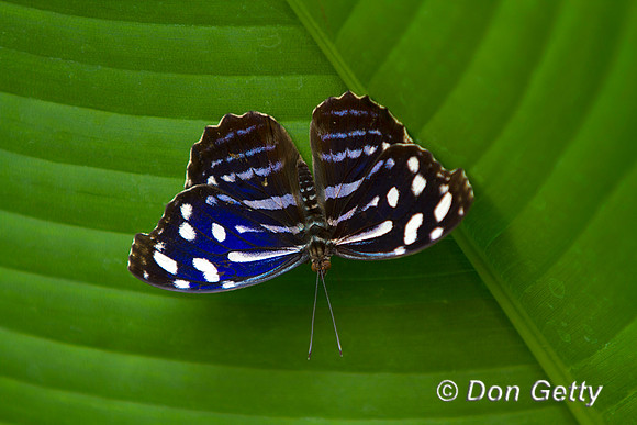 Blue Wave Butterfly