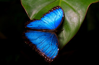 Peleides Blue Morpho Butterfly