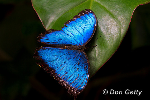 Peleides Blue Morpho Butterfly