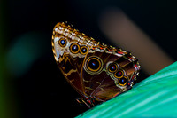 Peleides Blue Morpho Butterfly