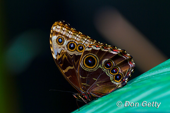 Peleides Blue Morpho Butterfly