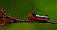 Red-footed Fuzzy-Wuzzy Caterpliiler
