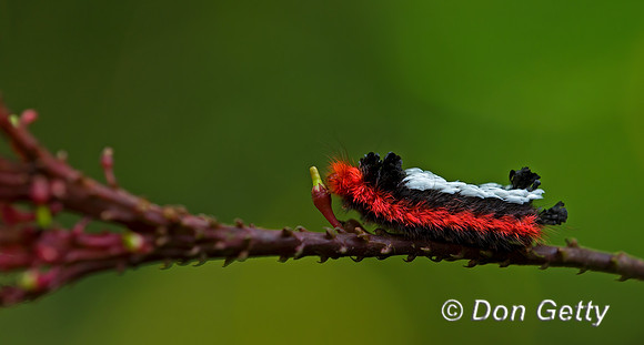 Red-footed Fuzzy-Wuzzy Caterpliiler