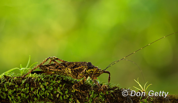 Cricket