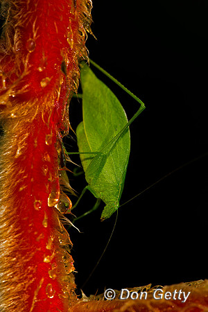 Katydid