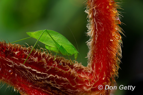 Katydid
