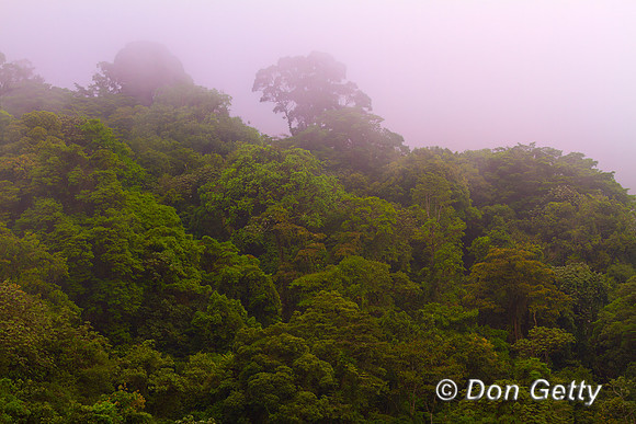 Rainforest