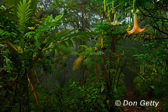 Rainforest