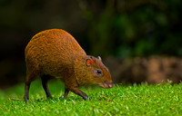 Agouti