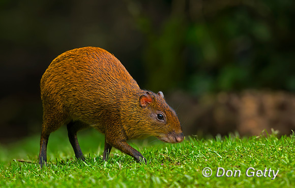 Agouti
