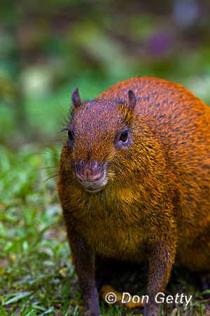 Agouti