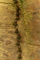Bat, Brizilian Long-nosed