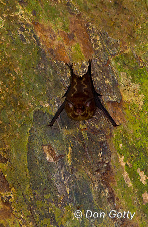 Greater Sac-winged Bat