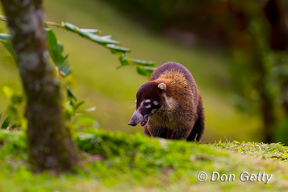 White-nosed Coati