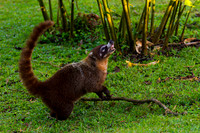 Coati, White-nosed
