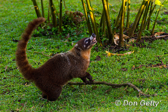 White-nosed Coati